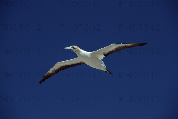 Cape gannet (Morus capensis), Lambert's Bay, South Africa (Sula capensis), releasable
