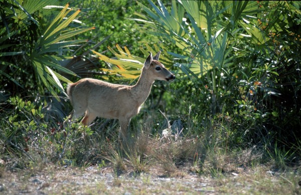 Key Deer (Odocoileus virginianus clavium), female, Florida Keys, key deer, USA, North America
