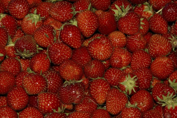 Strawberries (Fragaria x ananassa)