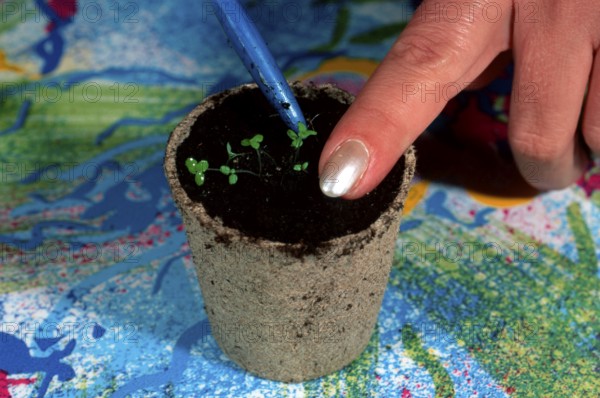 Seedlings in pots, Germany, Europe