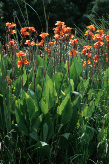 Canna (Canna indica)