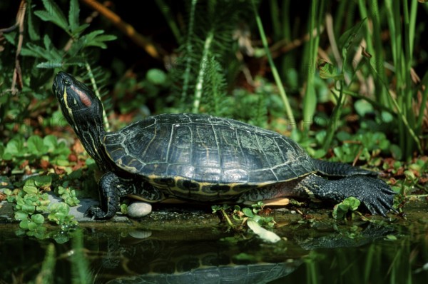 Red-eared Turtle (Trachemys scripta elegans) (Pseudemys scripta elegans)