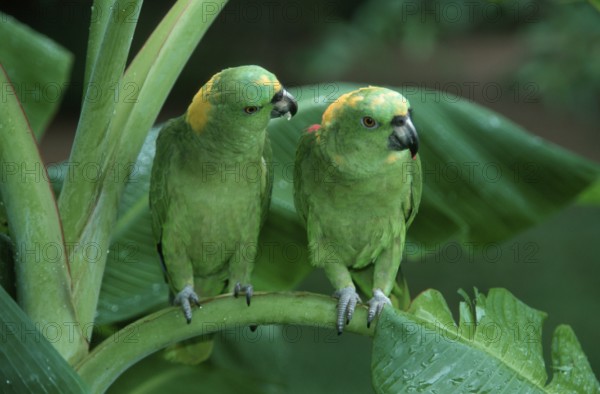 Yellow-naped Amazons, pair, Honduras (Amazona ochrocephala auropalliata), Gelbnackenamazonen, Paar,