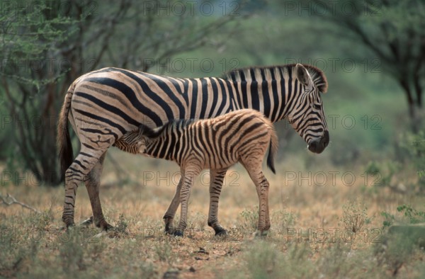 Chapman's Zebras, mare nursing foal, Kruger national park, South Africa (Equus quagga antiquorum),