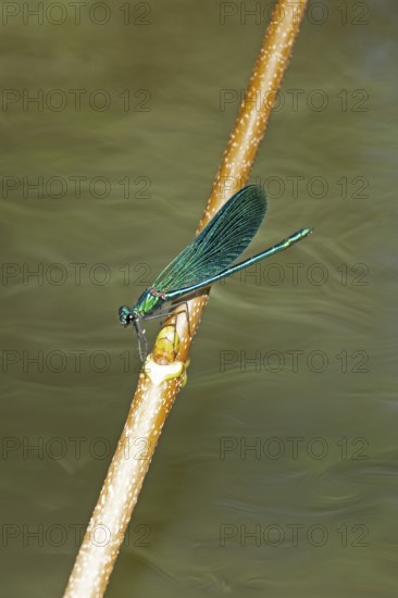 Dragonfly on branch, beautiful demoiselle (Calopteryx virgo), Garstedt, Lower Saxony, Germany,