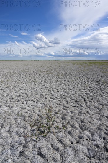Heavily dried out Darscho or Warmsee, Lake Neusiedl-Seewinkel National Park, Burgenland, Austria,