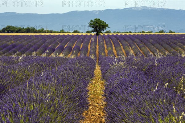 Tree in a lavender field, flowering true lavender (Lavandula angustifolia), near Puimoisson,