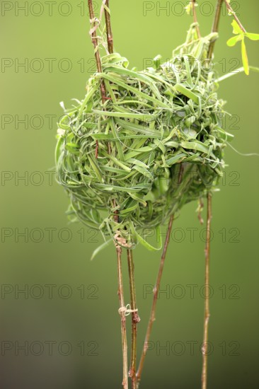 Cape Weaver, nest, South Africa (Textor capensis)