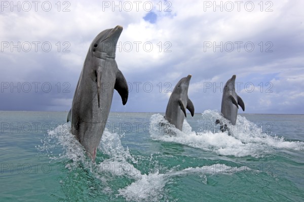 Bottlenose Dolphins (Tursiops truncatus), Honduras, Central America