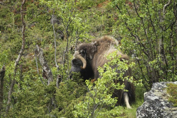 Musk ox (Ovibos moschatus) among birch trees in Dovrefjell-Sunndalsfjella National Park, Central