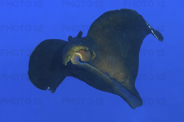 Black sooty sea hare (Aplysia fasciata) large nudibranch swimming through open water against blue