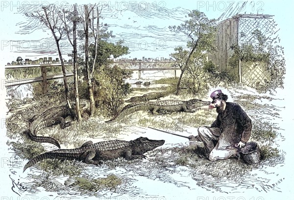 On display in Le Havre, 1869, the enclosure of the Mississippi caiman, France, Historic, digitally