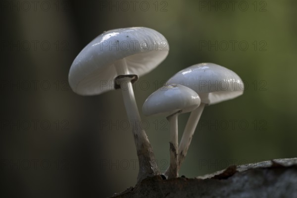 Porcelain fungi (Oudemansiella mucida), Emsland, Lower Saxony, Germany, Europe