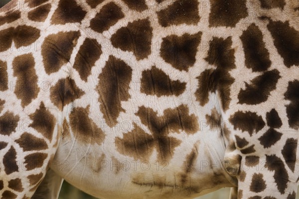 Reticulated giraffe (Giraffa reticulata) fur, detail, Bavaria, Germany Europe