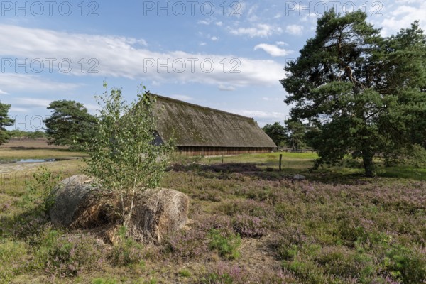 Sheep pen during the heath blossom in the Osterheide in the Lüneburger Heide nature reserve.