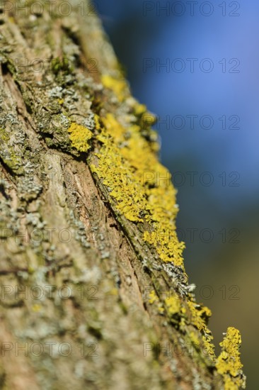 Detail of lichen growing on a crack willow (Salix fragilis) bark, Upper Palatinate, Bavaria,