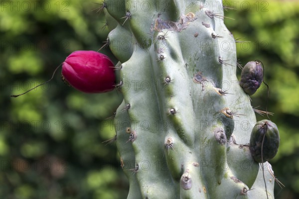 Cactus, cactus fruit, ripe fruit of the Peruvian apple cactus (Cereus repandus), Botanical Garden