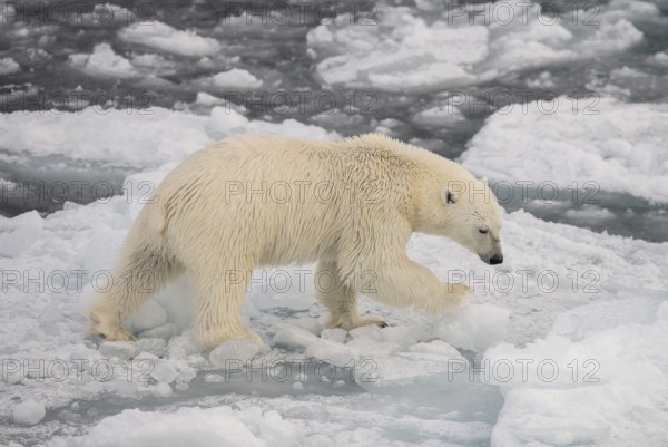 Polar bear (Ursus maritimus) on the pack ice, Svalbard Island, Svalbard archipelago, Svalbard and