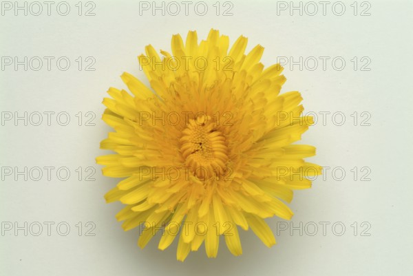 Common dandelion (Taraxacum) Ruderalia, Taraxacum officinale, medicinal plant, the most important
