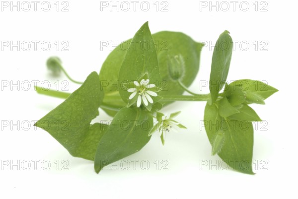 Greater stitchwort (Stellaria holostea), Rabelera holostea, also Common Chickweed, medicinal plant