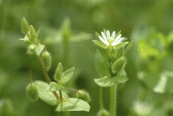Greater stitchwort (Stellaria holostea), Rabelera holostea, also Common Chickweed, medicinal plant
