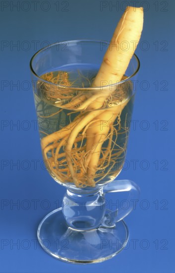 Ginseng (Panax ginseng) Ginseng wine, ginseng, ginseng root, medicinal plant of Asian medicine