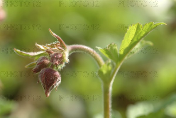 Water avens (Geum rivale), medicinal plant, medicinal use