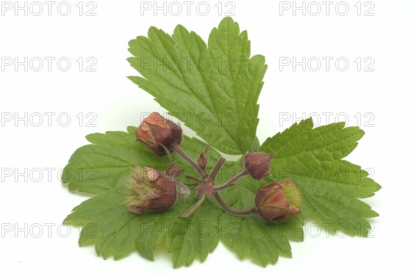Water avens (Geum rivale), medicinal plant, medicinal use
