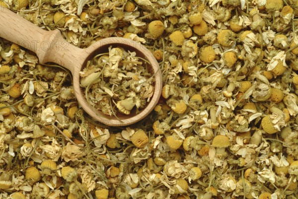 Dried blossoms of the true camomile (Matricaria recutita) medicinal plant, true camomile, can