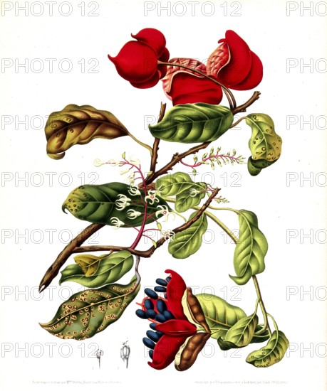 Sterculia monosperma nobilis, also known as Chinese chestnut, Thai chestnut, seven sisters fruit