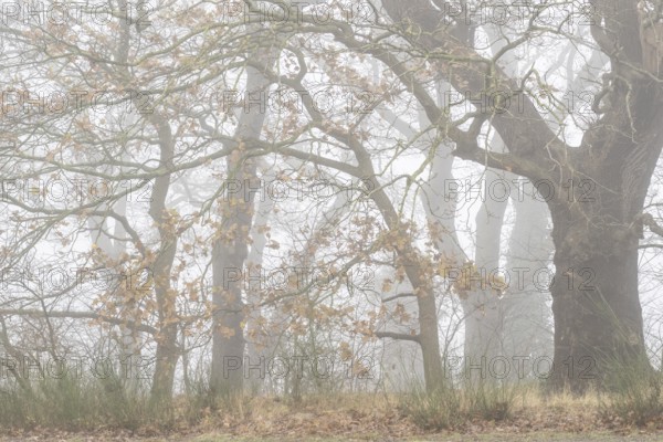 English oaks (Quercus robur) in Nebel, Emsland, Lower Saxony, Germany, Europe