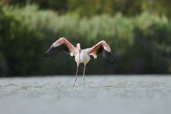 Greater Flamingo (Phoenicopterus roseus), landing in the water, Parc Naturel Regional de Camargue,