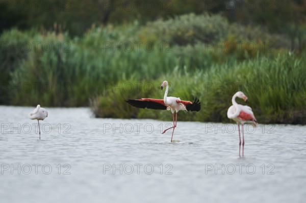 Greater Flamingo (Phoenicopterus roseus), landing in the water, Parc Naturel Regional de Camargue,
