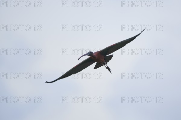 Glossy ibis (Plegadis falcinellus) flying in the sky, Camargue, France, Europe