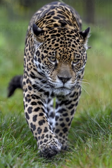 Jaguar (Panthera onca) with radio collar sneaks through the grass, captive, Conservation Land Trust