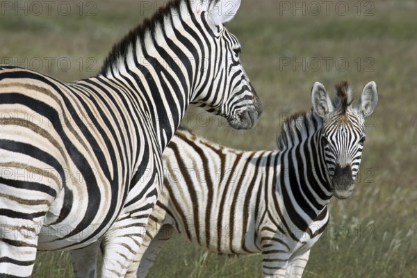 Burchell's zebra (Equus quagga burchellii) with foal, Etosha National Park, Namibia, South Africa,