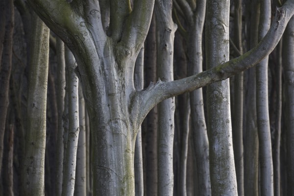 Beech trees, shaped by strong sea winds, at Ghost Wood, Gespensterwald along the Baltic Sea beach