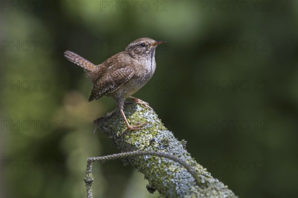 Eurasian Wren (Troglodytes troglodytes) perched on branch in tree