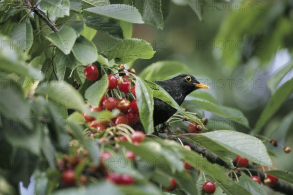 Common blackbird (Turdus merula) male eating red cherries of wild cherry (Prunus avium) tree,