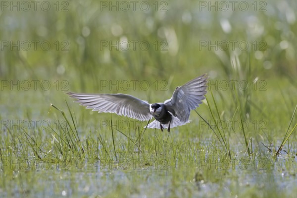 Whiskered tern (Chlidonias hybridus) (Chlidonias hybrida) catching damselfly in marshland,