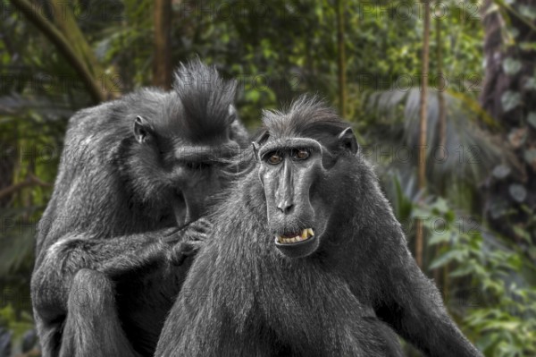 Celebes crested macaque (Macaca nigra), crested black macaque grooming and delousing group member,