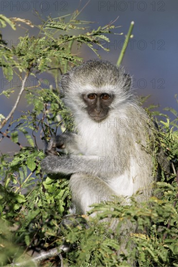 Vervet monkey (Cercopithecus aethiops) portrait, Kruger National Park, South Africa, Africa
