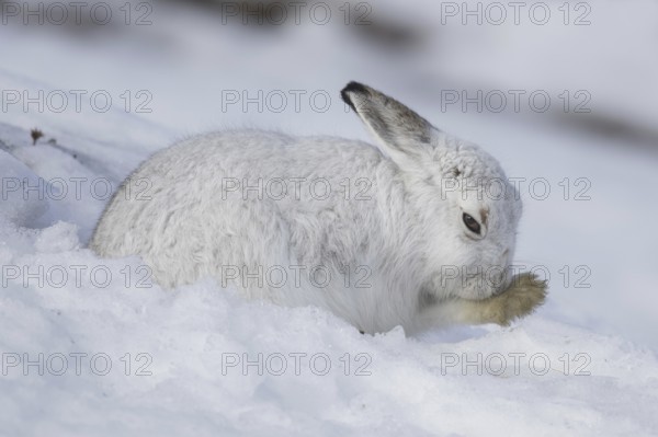 Mountain hare (Lepus timidus), Alpine hare, snow hare in white winter pelage grooming fur of