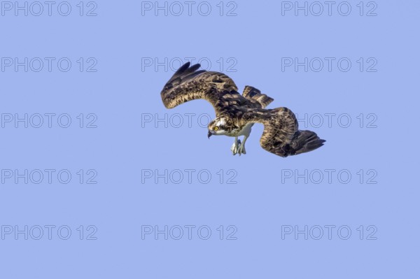 Western osprey (Pandion haliaetus) in flight, diving with feet stretched forward to catch fish from