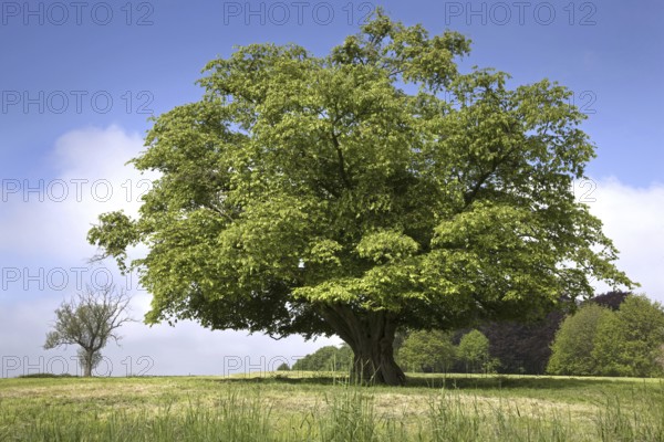 Solitary European hornbeam (Carpinus betulus) tree in meadow in spring, Belgium, Europe