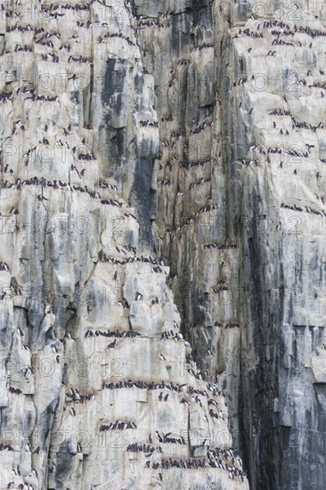 Alkefjellet, sea cliff housing seabird colony of thick-billed murres (Uria lomvia), Brünnich's