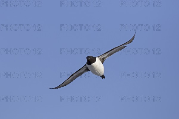 Thick-billed murre (Uria lomvia), Brünnich's guillemot in flight against blue sky, native to the