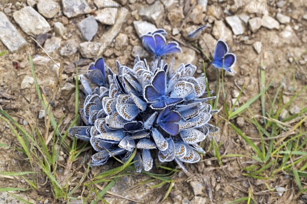 Aggregation of common blue butterflies, European common blue butterfly (Polyommatus icarus) on wet