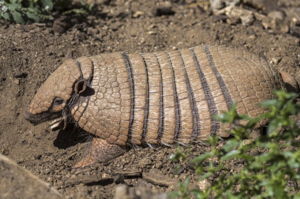 Yellow armadillo, six-banded armadillo (Euphractus sexcinctus) digging in search for prey, native