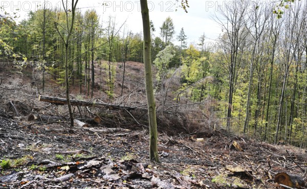 Trees damaged by climatic warming, drought, wind breakage and bark beetle, photographed on 2.11